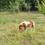 Villa My Vladan *
